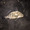 26-646 Black Drum 10/26/17 10:52pm 26-646 Black Drum 10/26/17 10:52pm
