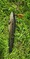 6499 Snakehead 09/04/21 2:01pm
