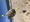 6723 Pufferfish 10/09/21 11:27am