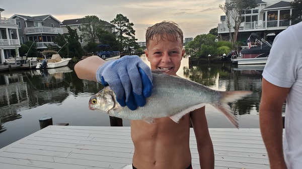 Fish Rules - Shad, Gizzard in FL State Waters