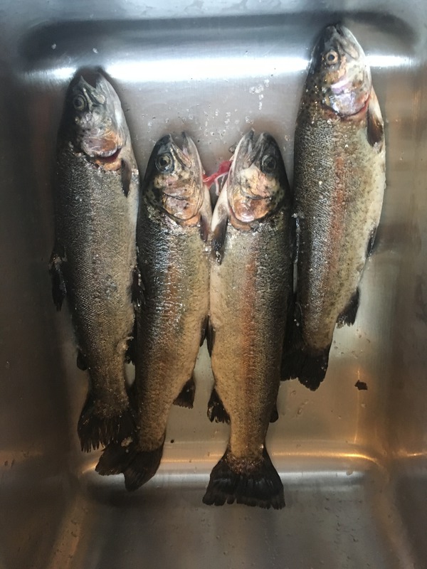 780 Rainbow Trout 04/04/18 12:55am 780 Rainbow Trout 04/04/18 12:55am