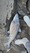 8016 Blue Catfish 03/29/23 9:45pm