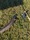 8866 Snakehead 10/15/23 9:46pm