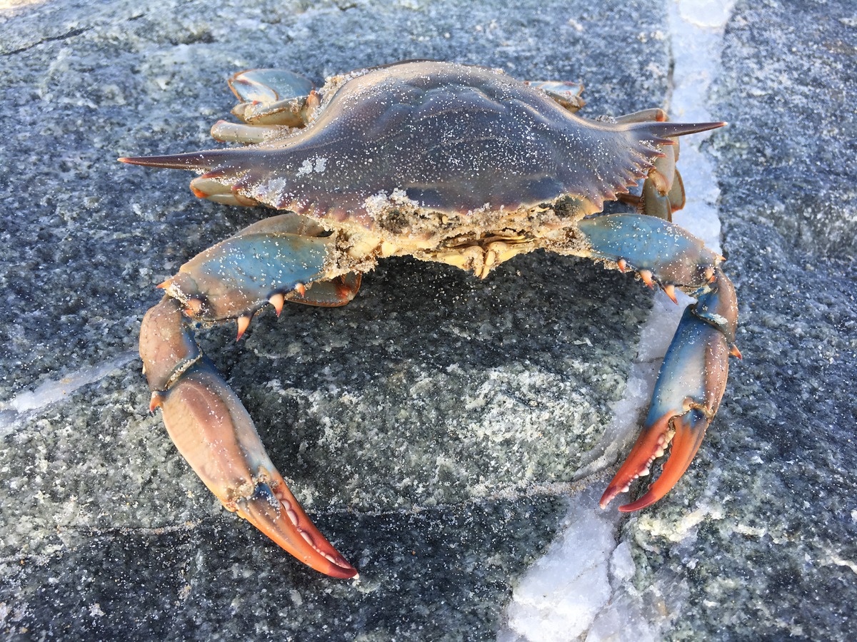 blue crab for bait from fishin franks