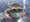 9157 Blue Claw Crab 07/26/18 8:15am