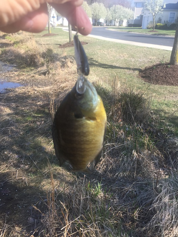 926 Sunfish 04/13/18 4:17pm 926 Sunfish 04/13/18 4:17pm