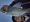 9371 Black Crappie 04/01/24 7:45pm