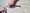 9857 Spiny Dogfish 07/19/24 10:24am