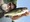 9971 Largemouth Bass 08/15/24 12:24am