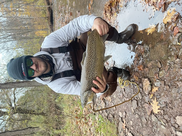 943 Dante Hornberger